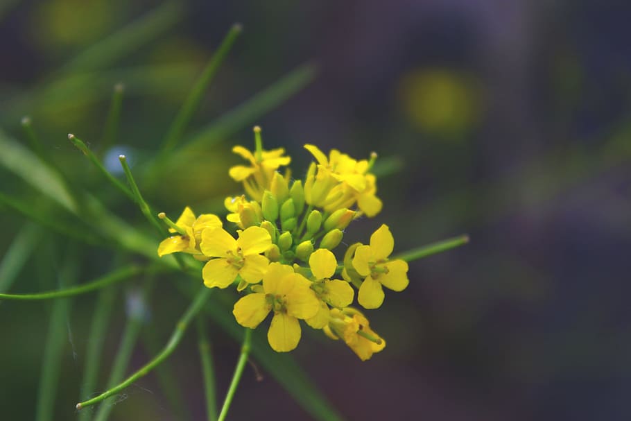 flower, nature, yellow, summer, green, plant, beauty in nature, freshness, growth, fragility