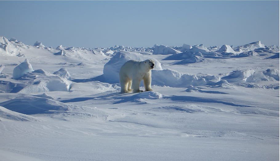 kutub, beruang, hewan, liar, putih, es, salju, beku, suhu dingin, musim dingin