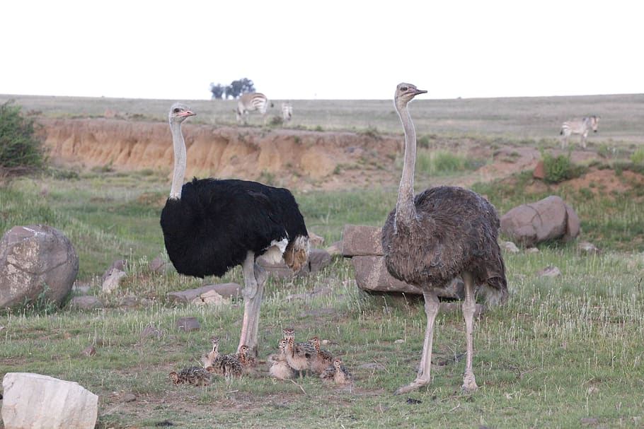 ramo, avestruces, pájaro, pájaro no volador, ramo de bebés, bebé, ramo de bebé, machos, hembra, bill