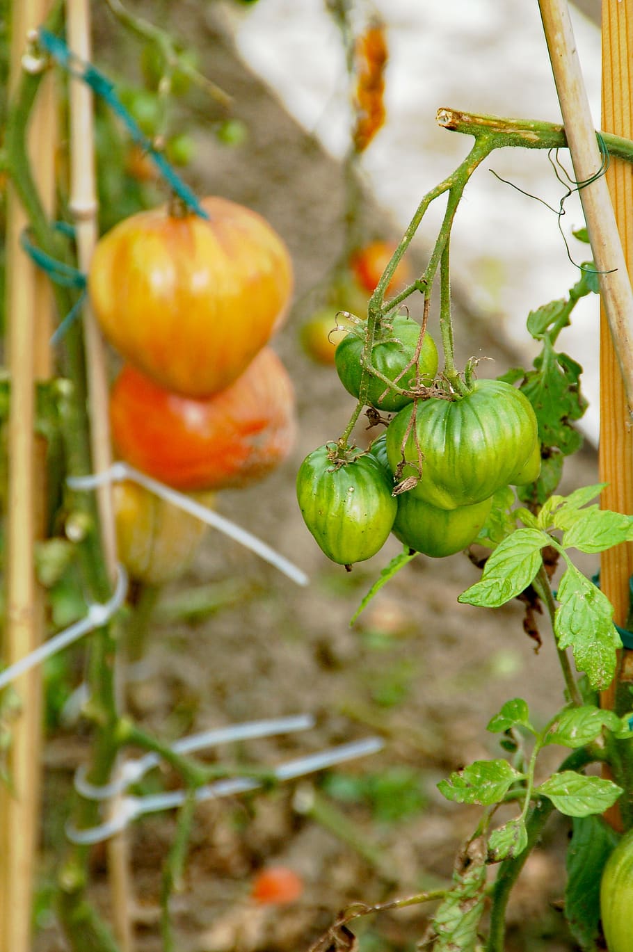 allotment, tomatoes, growth, development, green, red, garden, edit, mature, immature