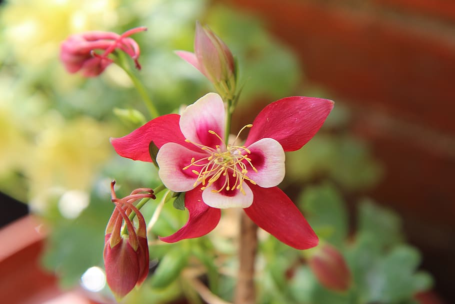 columbine, ancolie red, flowering, spring, flower, garden, flowering plant, plant, beauty in nature, fragility