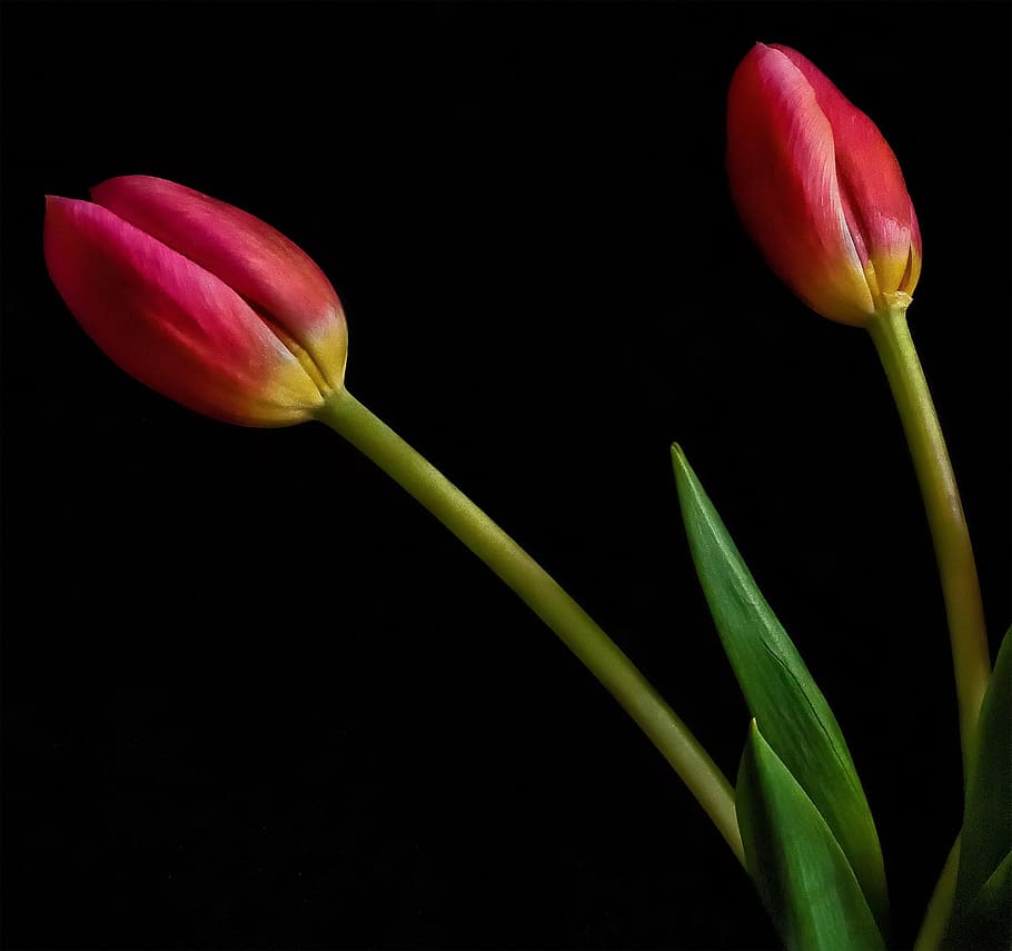 tulip, flower, still, life, colour, red, flowering plant, plant, beauty in nature, freshness