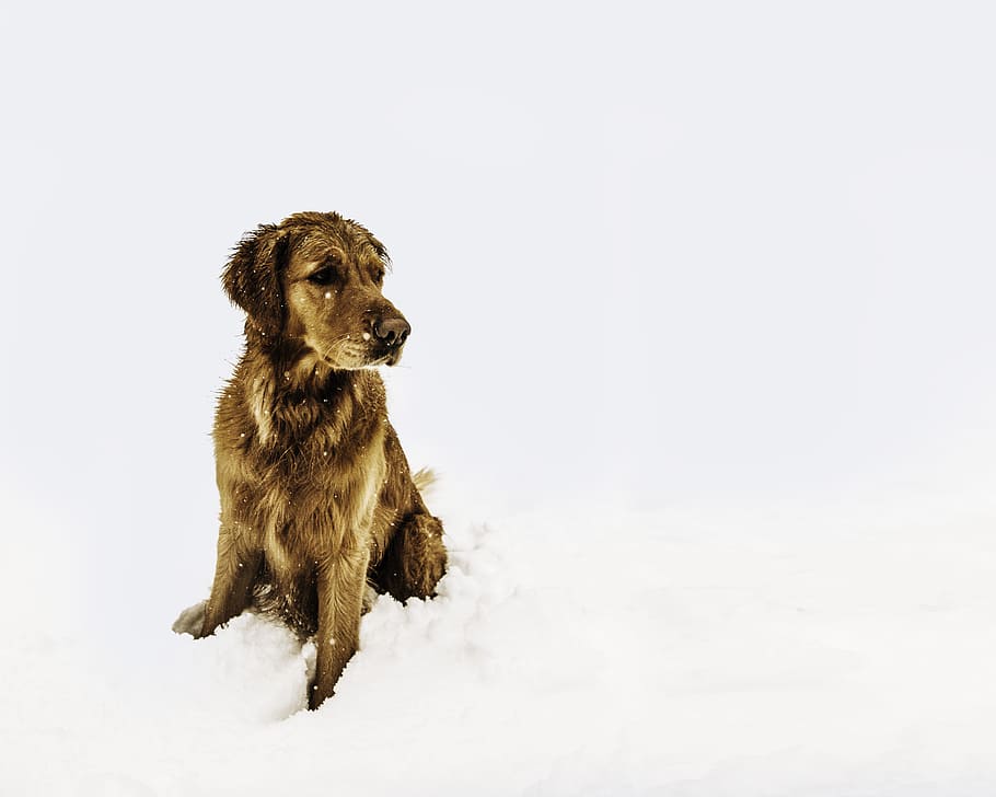 dingin, anjing, salju, musim dingin, beku, basah, hewan, peliharaan, retriever, cakar