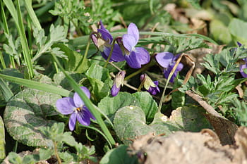 Página 12 | Fotos flores silvestres violetas libres de regalías | Pxfuel