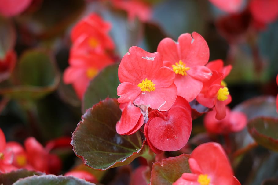 begonia, shiny, flora, color, plant, nature, red, macro, flower, garden