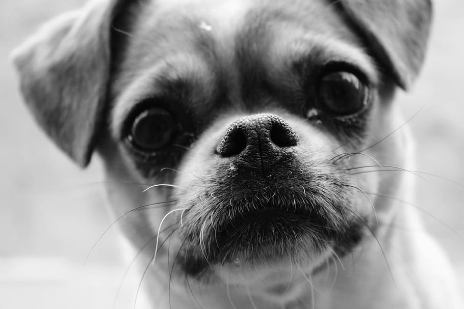 de cerca, perro, pequeño, blanco y negro, nariz, cara, cabeza, adorable, hocico, mascota