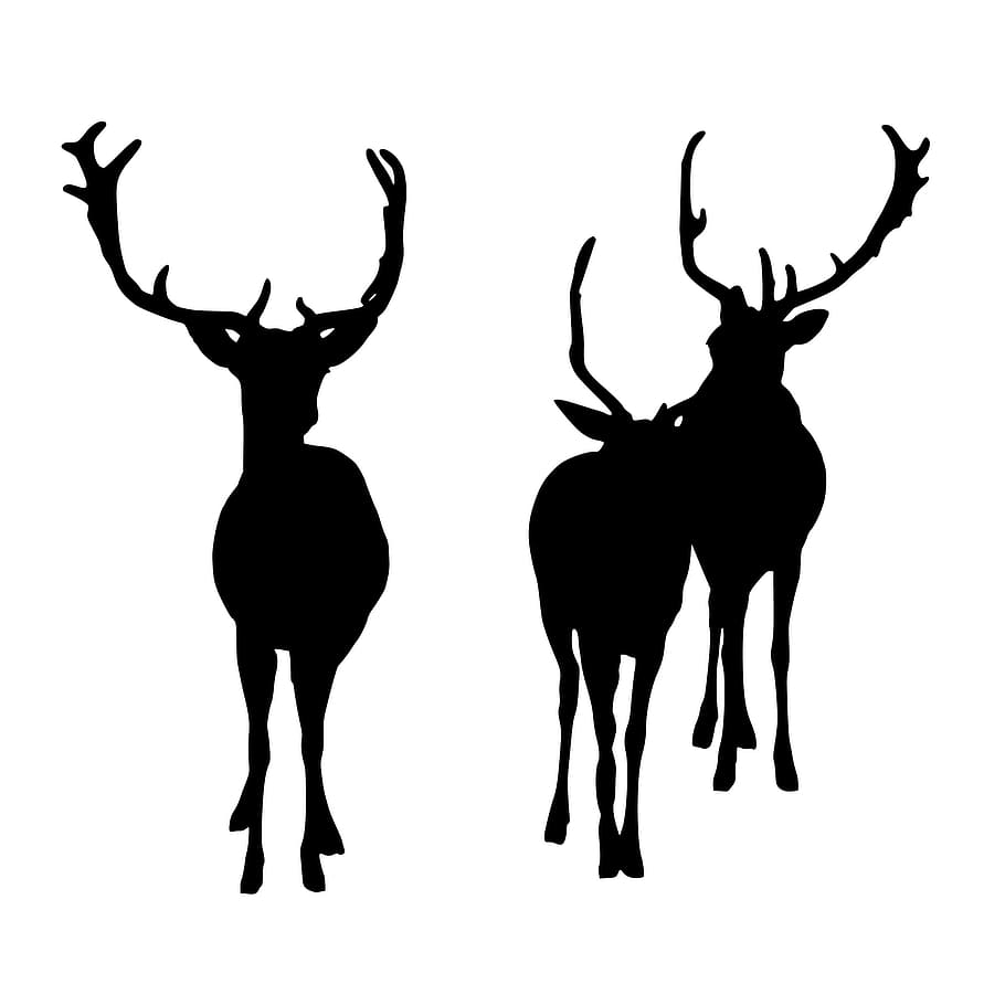 siluet margasatwa, rusa, putih, latar belakang, kawanan, margasatwa, alam, binatang menyusui, hewan, kelompok