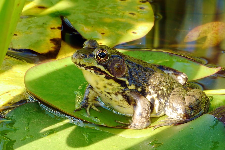 northern, green, frog, sunning, lily pad, pad., frog images, frog pictures, frog photos, green frog