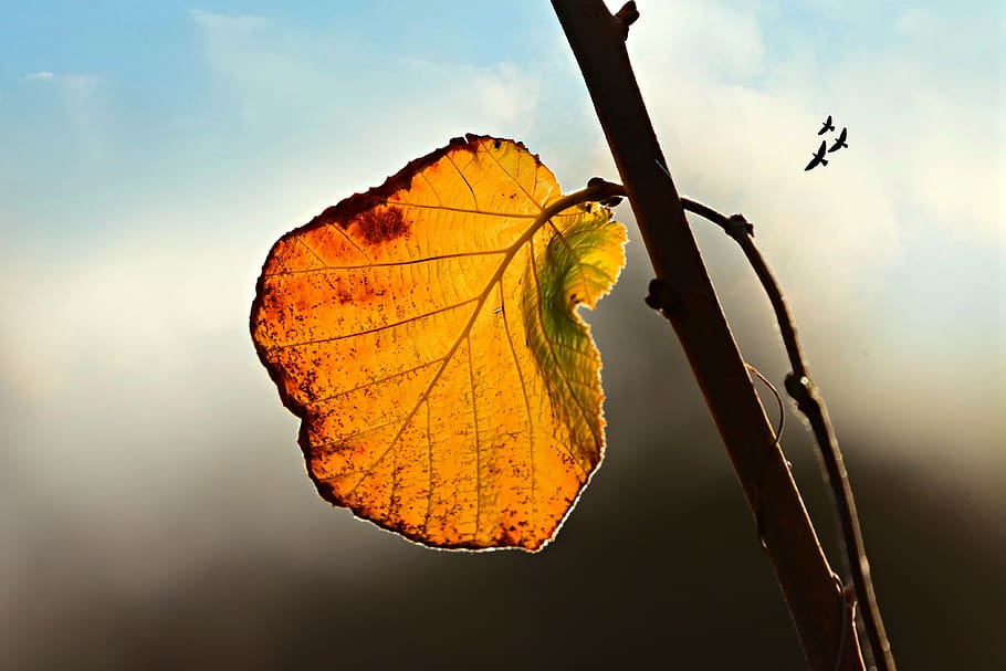 autumn leaf, vein, pattern, twig, fall, colorful, golden, skies, birds, plant part
