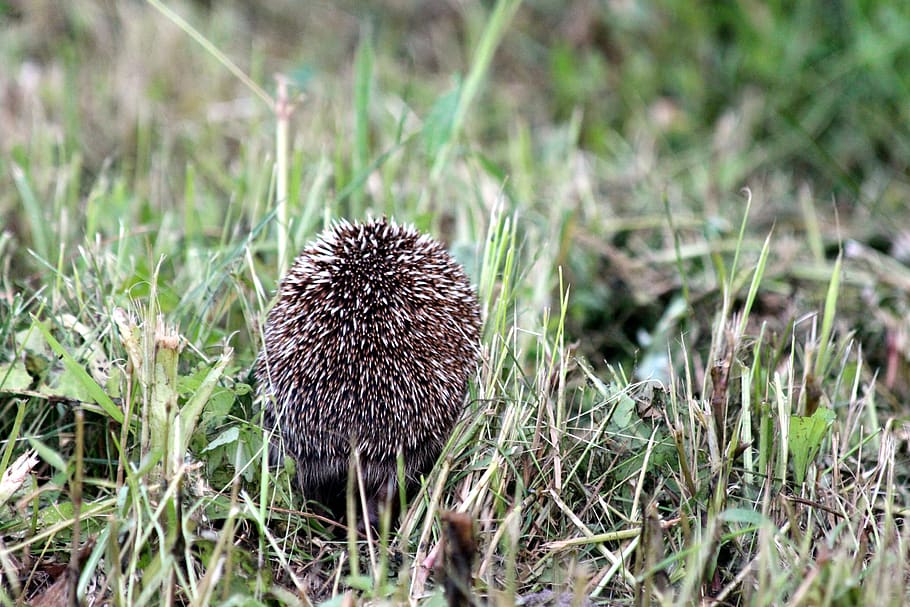 hedgehog, erinaceus amurensis, amur hedgehog, far eastern hedgehog, animal, grass, barb, fauna, zoology, environment