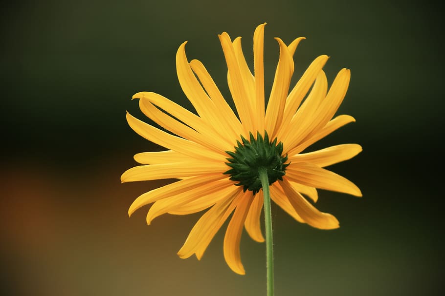 perennials-sun flower, sunflower, backwards, rear, helianthus occidentalis, shrub, flower, plant, nature, garden