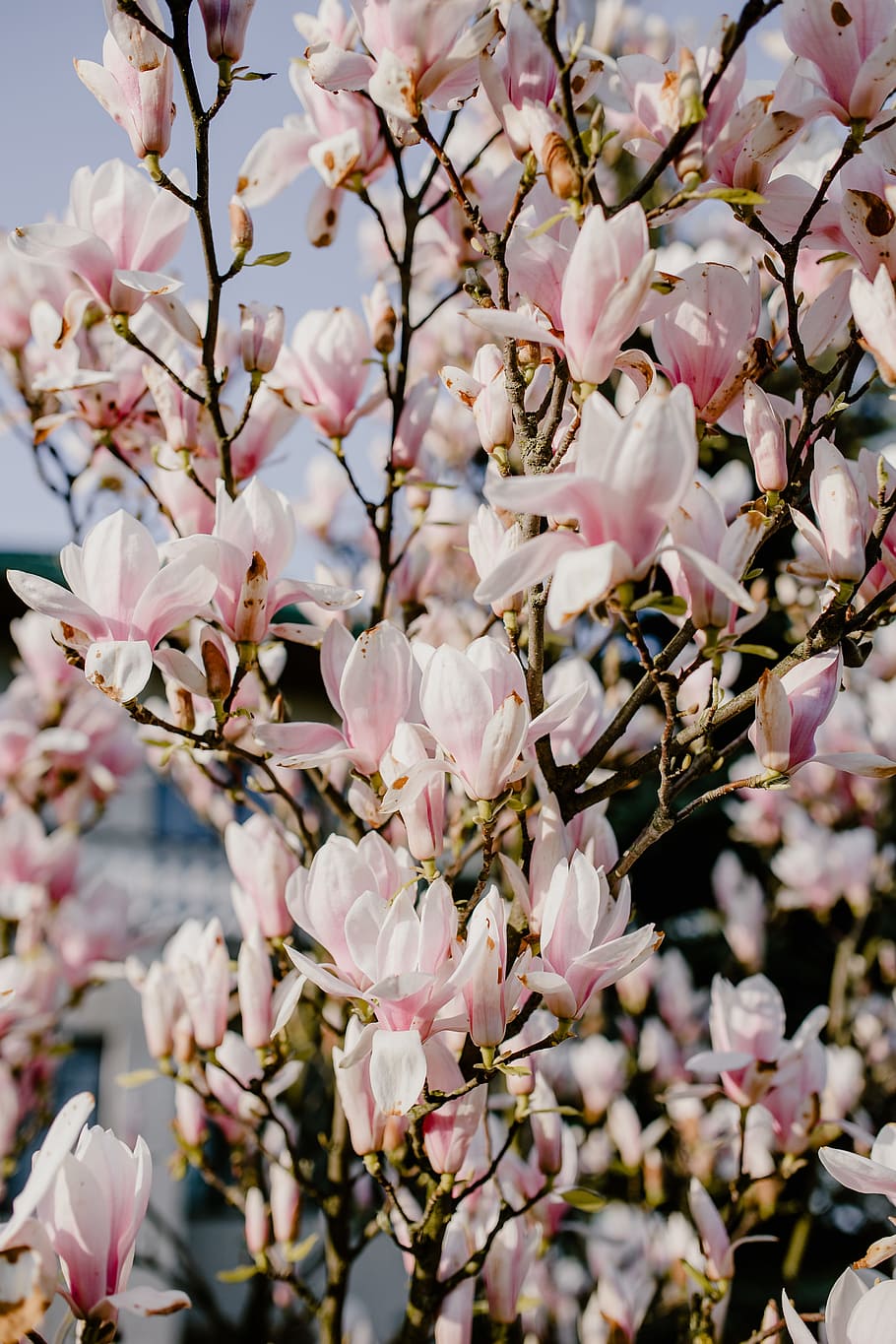 pohon magnolia, mekar, bunga, taman, indah, pink, musim semi, april, botani, magnolia