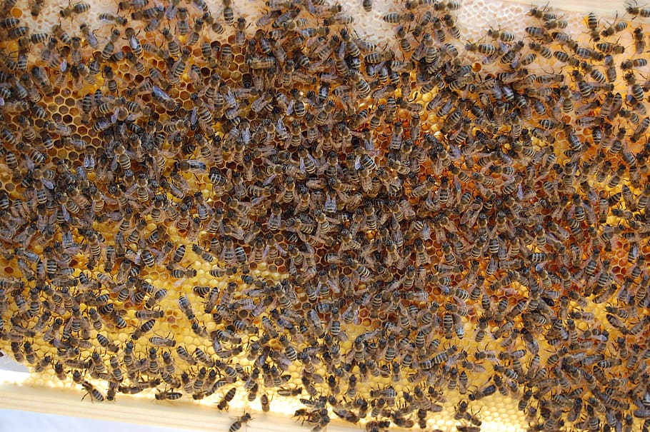 lebah madu, sarang, sarang madu, serangga, hewan, tema hewan, sekelompok besar hewan, lebah, sekelompok binatang, satwa liar hewan