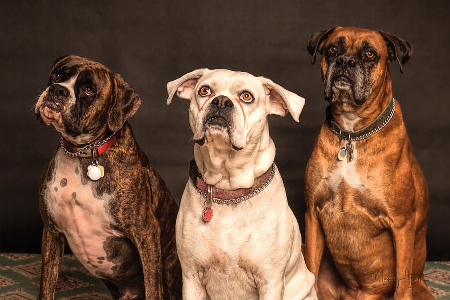 cão boxer, retrato, foto, animal, animal de estimação, cão, boxer, pose, fotografia, sentado