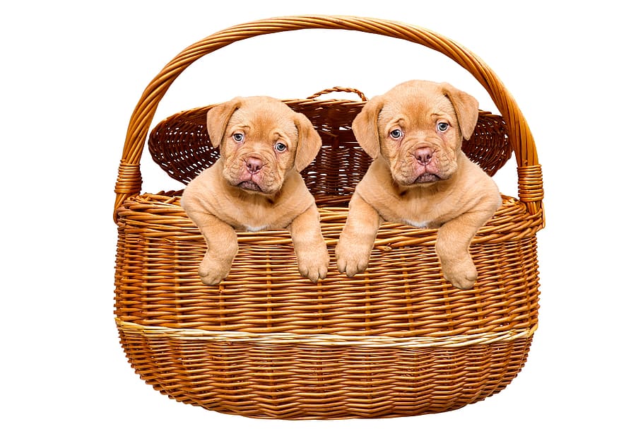 animals, dogs, puppies, basket, bordeaux mastiff, cute, curious, young, great dane, mammal