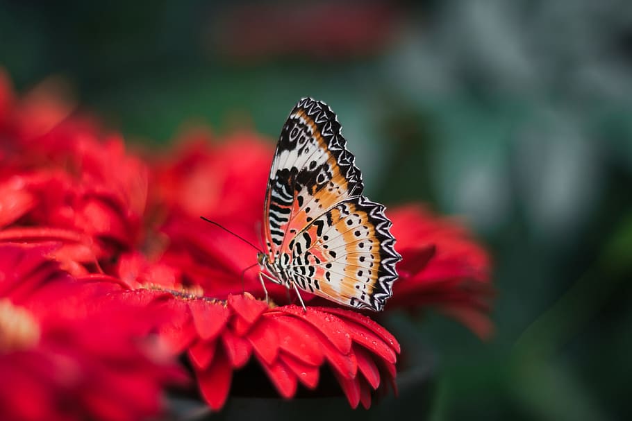 red, petal, flower, bloom, nectar, blur, garden, butterfly, insect, animal