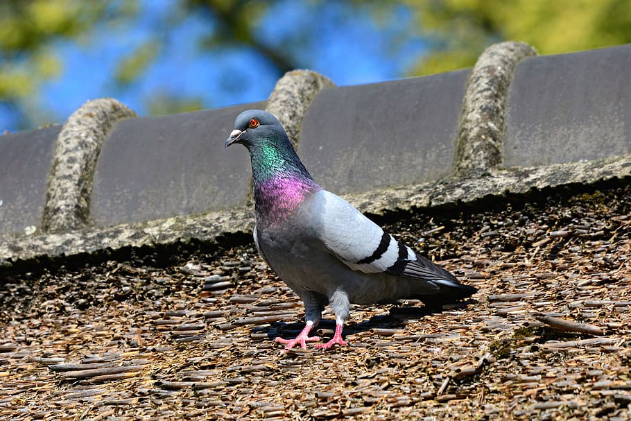 rock dove, pigeon, bird, animal, plumage, feather, beak, eye, columbidae, wildlife