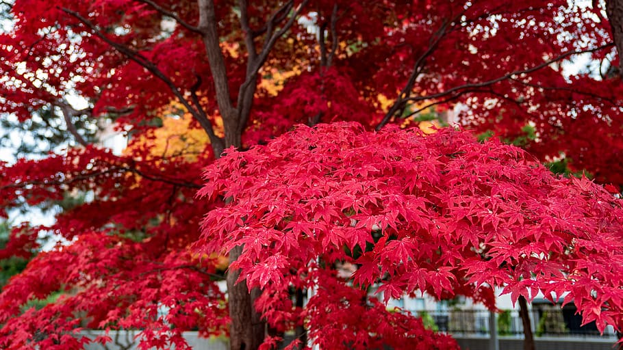 folhas outonais, sapporo, parque de nakajima, hokkaido, planta, árvore, crescimento, beleza da natureza, ramo, outono