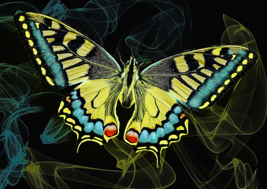 butterfly, neon, glow, light, glowing, effect, black, blue, yellow, animal wing