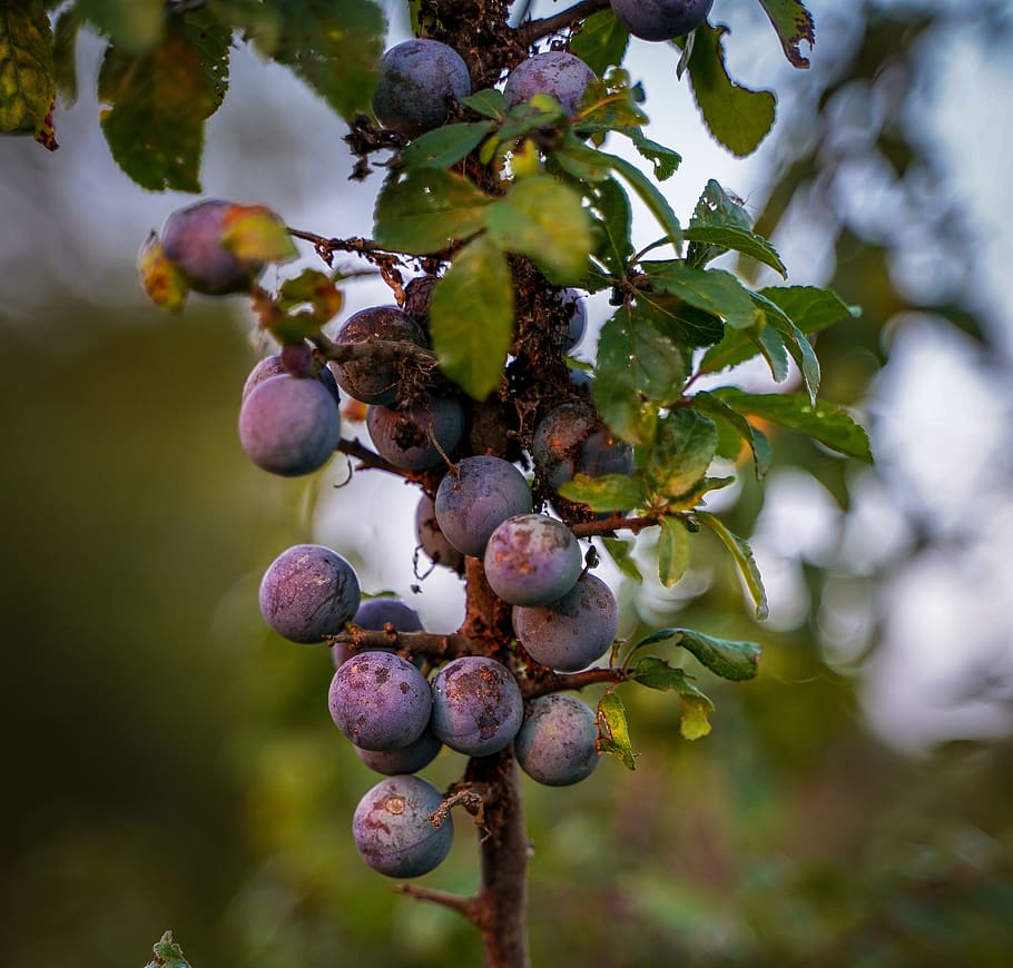 blueberries, purple berry, bush, violet, fruit, growth, branch, berries, plant, healthy