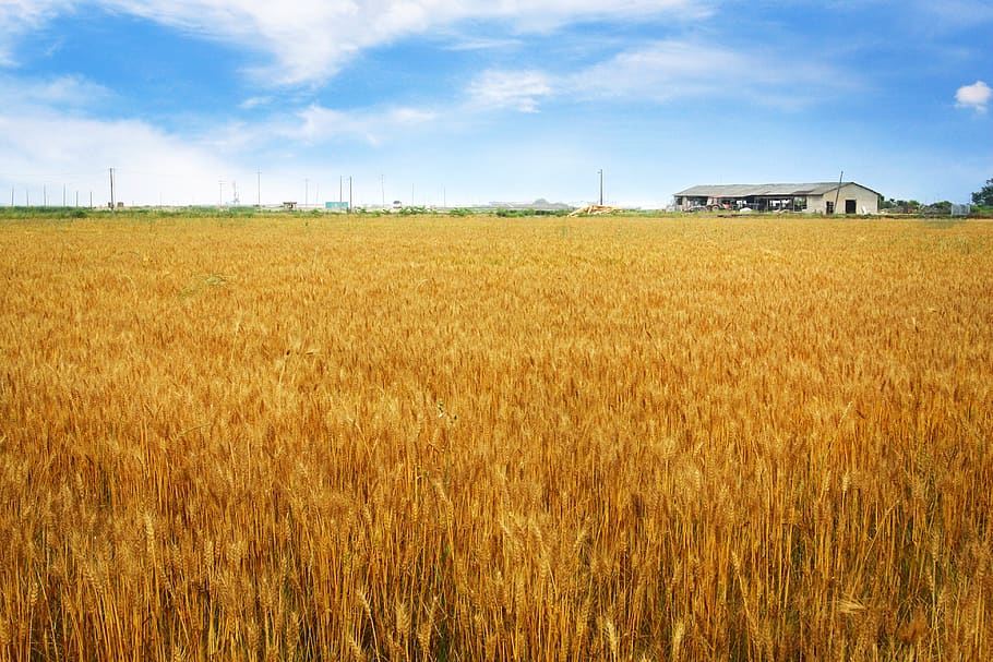 barley field, horizon, rural landscape, landscape, crop, field, agriculture, sky, rural scene, plant