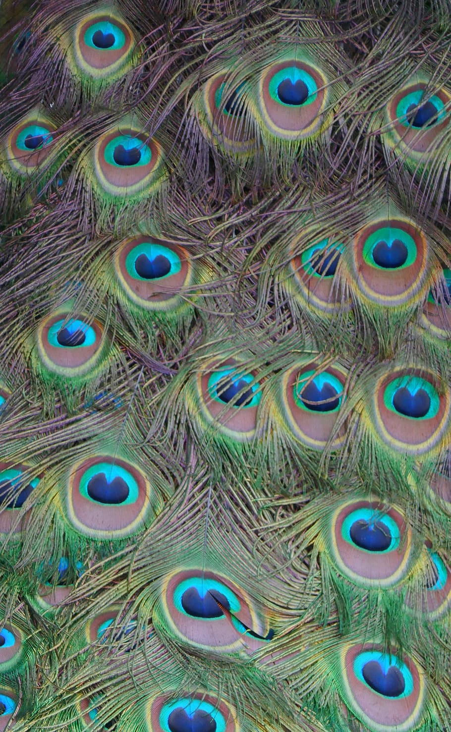 feather, peacock, colorful, pattern, plumage, gorgeous, animal world, species, peacock feather, full frame