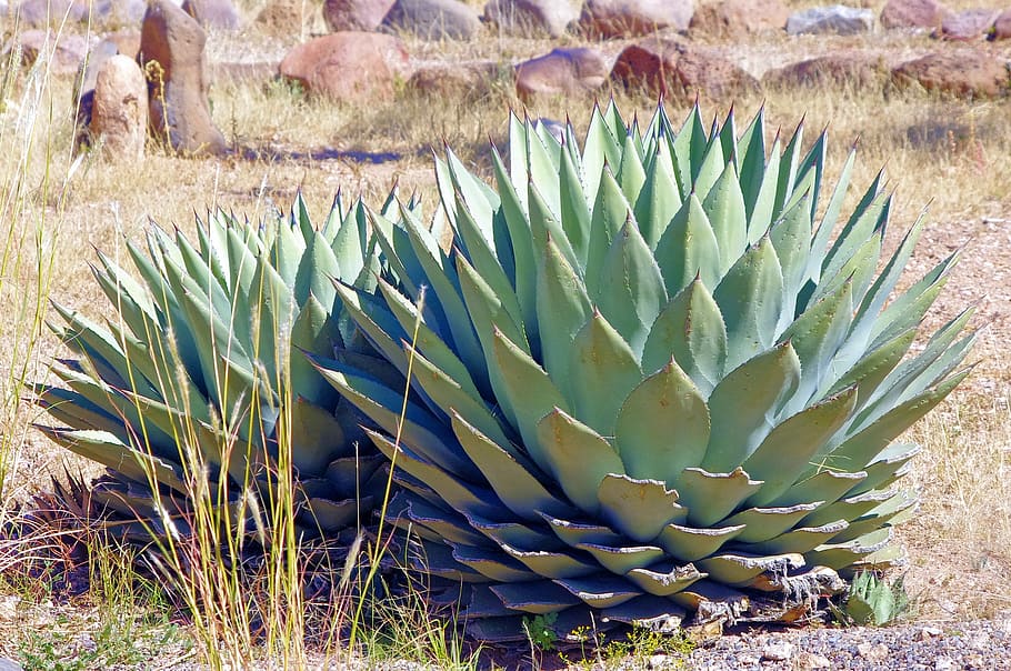 new mexico agave, plant, succulent, nature, green, flora, botanical, leaves, desert, natural