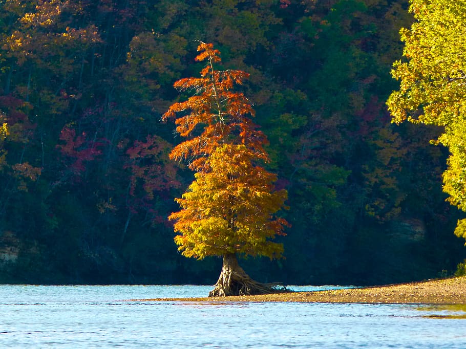 river, tree, autumn, tennessee river, island, orange, fall colors, standing alone, plant, change