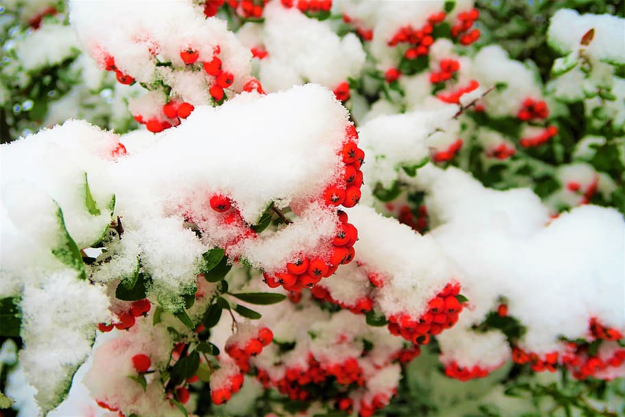 nieve, invierno, árbol, enebro, frío, naturaleza, paisaje, árboles, blanco, rojo