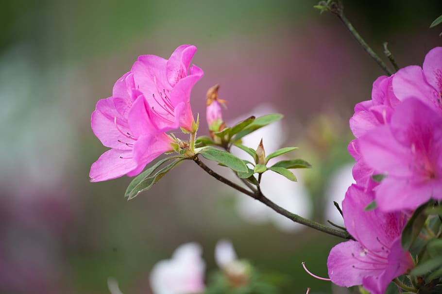 universidad nacional de taiwán, azalea grande, ntu, flor, planta floreciendo, belleza en la naturaleza, planta, fragilidad, color rosado, vulnerabilidad