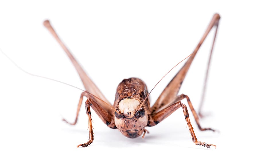 grasshopper, insect, animal, grey, view, locust, one, macro, leg, background