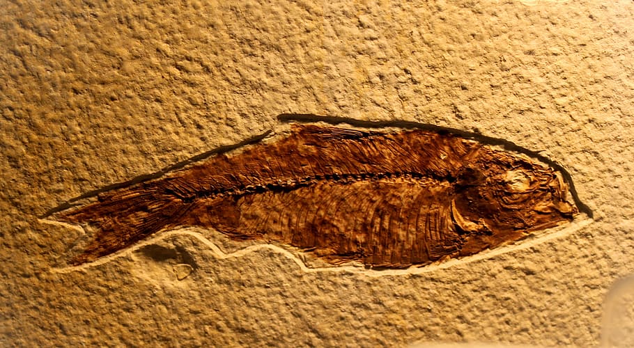 fossil of fish, ancient, animal, archeology, bone, bones, brown, creation, evolution, extinct