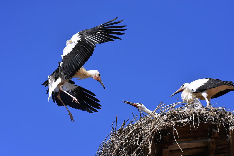 stork, young animals, flying, wing, birds, plumage, nature, animals, rattle stork, feather