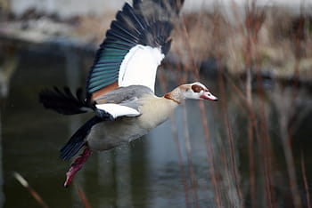 nilgans-goose-bird-animal-world-royalty-free-thumbnail.jpg