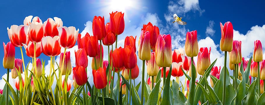 nature, landscape, spring, flowers, sky, clouds, sun, tulips, flower bed, season
