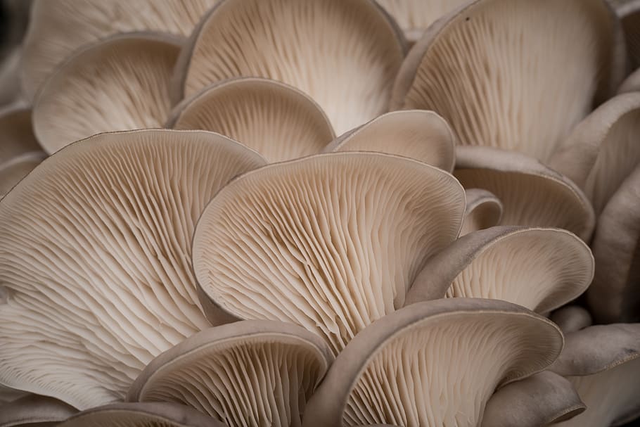 mushrooms, oyster, fresh, cooking, food, cultivated, cuisine, edible, fungi, ingredient