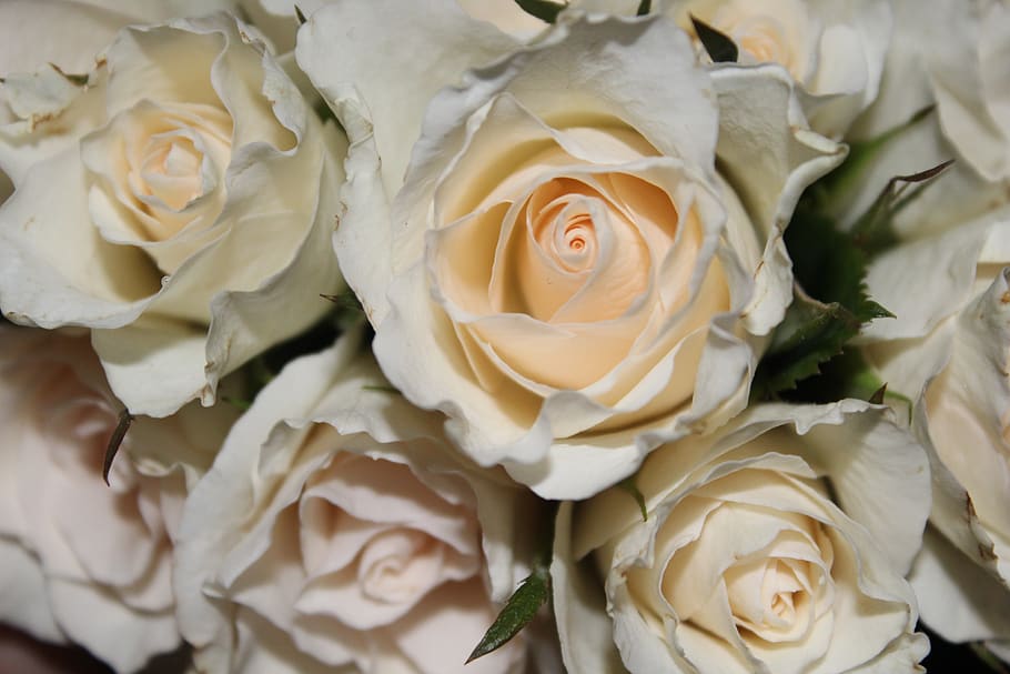 rosa, ramo de rosas, rosa blanca, blanco, boda, flores, strauss, flor de rosa, día de fiesta, flor