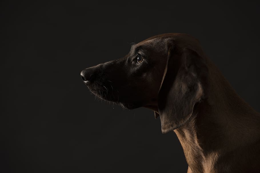 sabueso bávaro de montaña, retrato de perro, perro siluette, un animal, foto de estudio, perro, fondo negro, canino, animal, mamífero