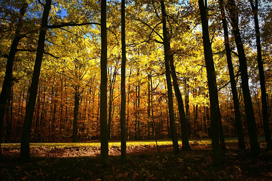 forest, deciduous forest, deciduous trees, trees, light, incidence of light, sun, sunbeam, mood, autumn
