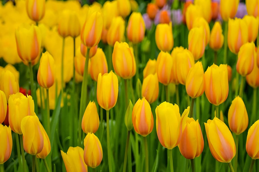 tulips, keukenhof, flower, holland, plant, garden, nature, netherlands, bloom, bulbous