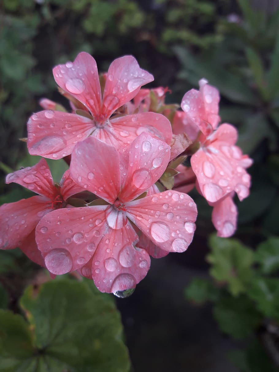 pink, flower, waterdrop, green, nature, drop, plant, wet, beauty in nature, flowering plant