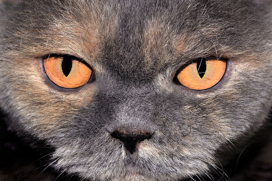 gato, de cerca, cabeza, animal, mascota, ojos, naranja, cara, vista, mal