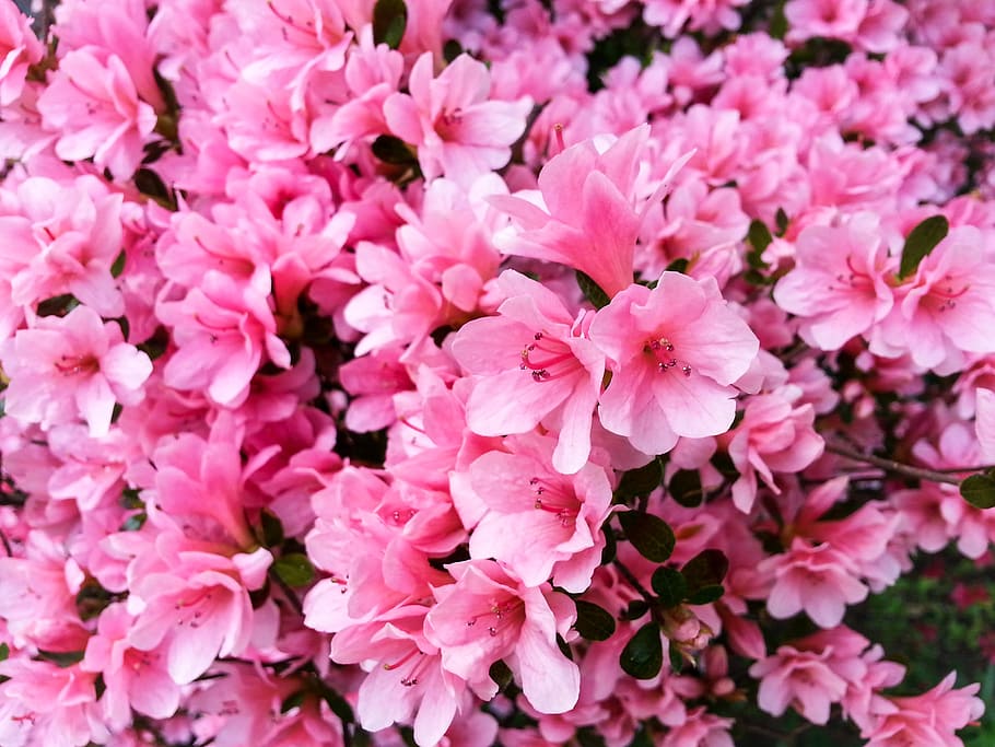 merah muda, bunga, taman, alam, tanaman berbunga, tanaman, warna pink, kesegaran, keindahan di alam, kerapuhan