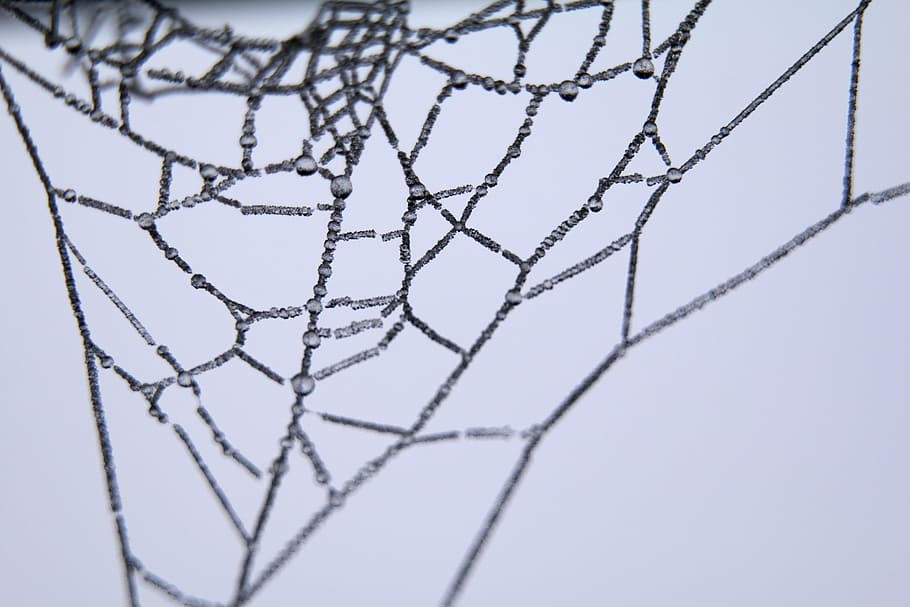 cob, spider, web, close-up, trap, studio shot, pattern, wire, indoors, technology