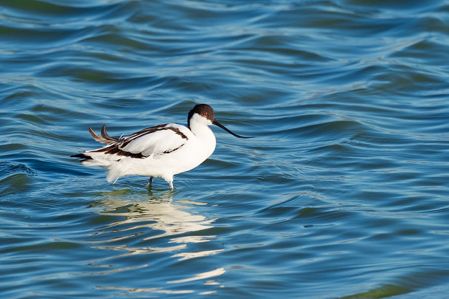 pied avocet wading, eye, looking, bird, avian, waterbird, water, nature, animal, sea