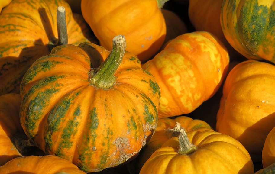 pumpkin, yellow, autumn, autumn motives, decorative squashes, colorful, autumn vegetables, halloween, pumpkins, food