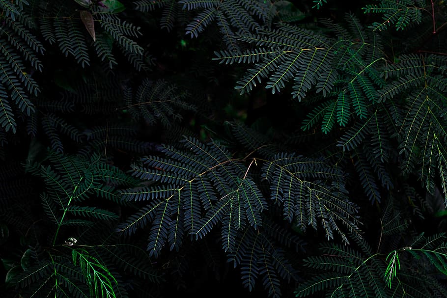 green, leaves, plant, nature, dark, growth, tree, leaf, green color, fern