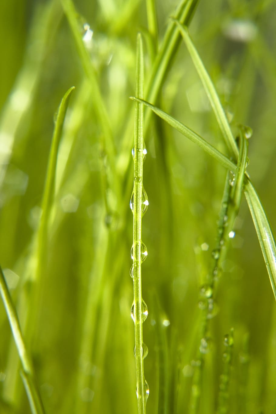 background, grass, wet, green, close, rain, spring, eco, water, meadow