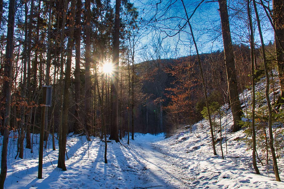 inverno, caminhada, floresta, neve, sol, frio, céu, trilha, de inverno, árvore