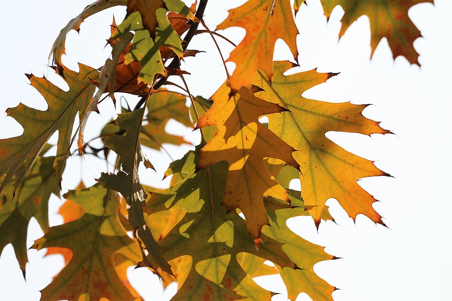 oak, quercus, colorful leafs, branch, transparent, sky, backlight, autumn, nature, outdoor